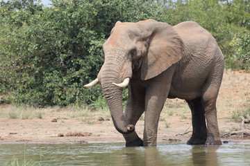 Afrikanischer Elefant / African elephant / Loxodonta africana