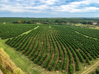 Fototapeta na wymiar aerial viewof green coffee field in Brazil