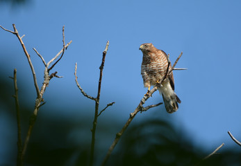 Broad Winged Hawk