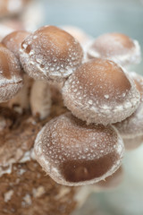 Mushroom farming