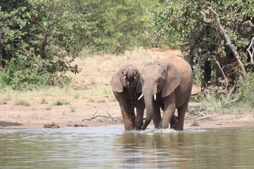 Afrikanischer Elefant / African elephant / Loxodonta africana