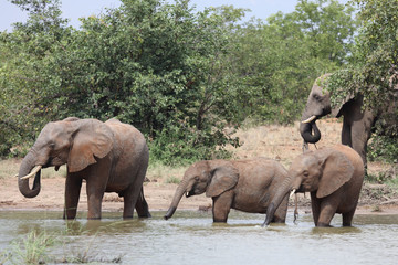 Fototapeta premium Afrikanischer Elefant / African elephant / Loxodonta africana
