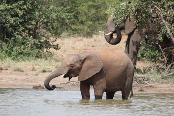 Obraz premium Afrikanischer Elefant / African elephant / Loxodonta africana