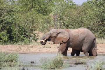 Fototapeta premium Afrikanischer Elefant / African elephant / Loxodonta africana