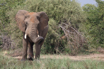Afrikanischer Elefant / African elephant / Loxodonta africana