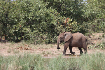 Afrikanischer Elefant / African elephant / Loxodonta africana