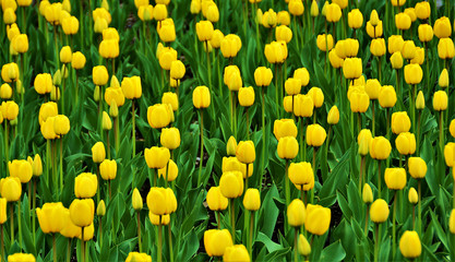 many beautiful blooming yellow tulips