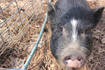 Closeup of black pig on a farm