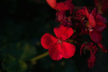 朝、夜明け、光