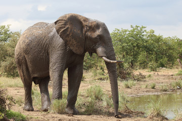 Afrikanischer Elefant / African elephant / Loxodonta africana