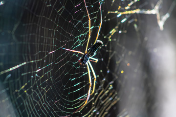 The spider climbs on the web on tropical forest in Brazil.