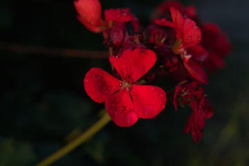 朝、夜明け、光