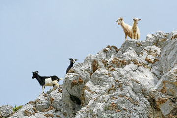 kletternde Hausziegen (Capra aegagrus hircus) auf Tilos, Griechenland - goats on Tilos, Greece