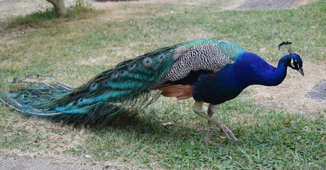 Fototapeta premium Pavo real al aire libre en un parque.