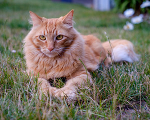 A cat rests on dry grass