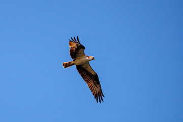 An osprey in flight hunting for its next meal