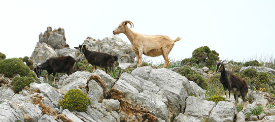 kletternde Hausziegen (Capra aegagrus hircus) auf Tilos, Griechenland - goats on Tilos, Greece
