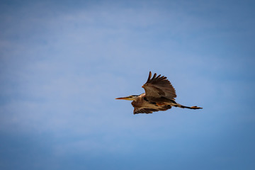 A great blue heron in flight with a cloudy sky backdrop