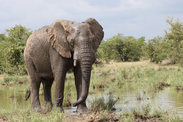 Afrikanischer Elefant / African elephant / Loxodonta africana