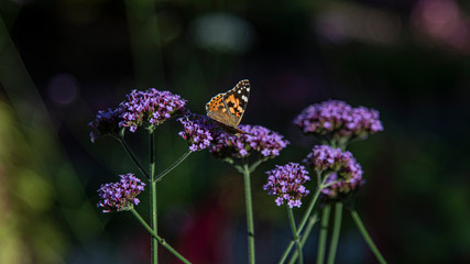 Vanessa cardui