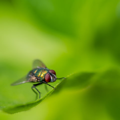 Closeup of an insect in the garden