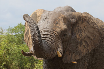 Afrikanischer Elefant / African elephant / Loxodonta africana