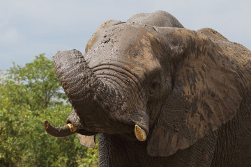 Afrikanischer Elefant / African elephant / Loxodonta africana
