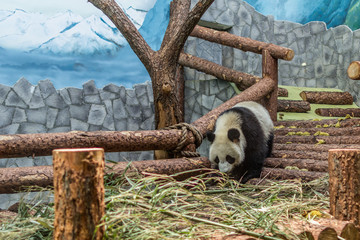 Portrait of giant panda walking around aviary, front view. Cute animals of China. Cute panda bear...