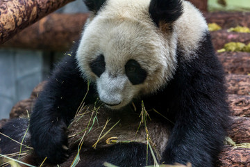 A giant panda sitting on the wooden construction and eating bamboo, front view. Cute animals of China. Cute panda bear close up.