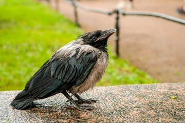 black disheveled and wet raven after a rain close up