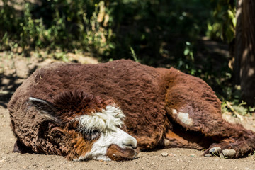 Obraz premium Brown alpaca lying on the sand. American animals in the zoo. Hoofed animals of America.