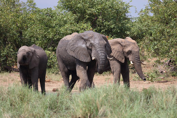 Fototapeta premium Słoń afrykański / Słoń afrykański / Loxodonta africana