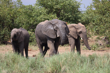 Afrikanischer Elefant / African elephant / Loxodonta africana