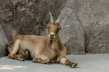 Brown Cameroon goat standing on the rock. Domestic animals close up.