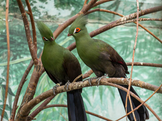 Couple of turaco on the branch. Beautiful birds of the world. African birds.