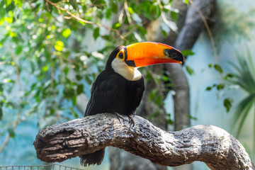 Cute toucan on the tree. Beautiful birds of the world. Birds of America.