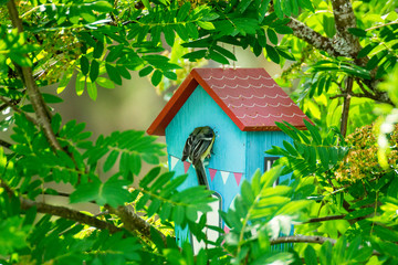 Bird feeding his chicks in a birdhouse