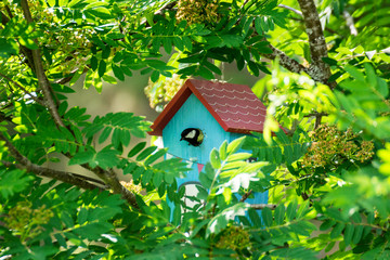 Bird feeding his chicks in a birdhouse