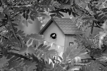 Bird feeding his chicks in a birdhouse
