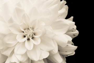 Details of blooming white dahlia fresh flower macro photography. Light sepia monochromatic photo emphasizing texture, contrast and intricate floral patterns isolated in a dark black background.