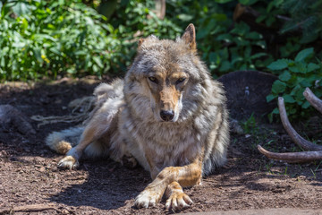 Gray wolf (timber wolf) lying on the grass. Eurasian animals.