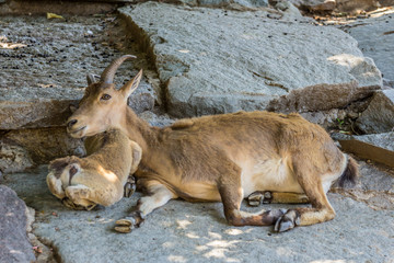 Female and cub of the East Caucasian tur (Daghestan tur) lying on the rock. Hoofed animals of the mountains, side view.