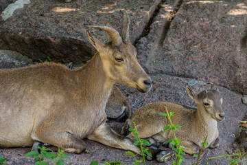 Female and cub of the East Caucasian tur (Daghestan tur) lying on the rock. Hoofed animals of the mountains, side view.