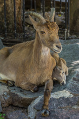 Female and cub of the East Caucasian tur (Daghestan tur) lying on the rock. Hoofed animals of the mountains, side view.