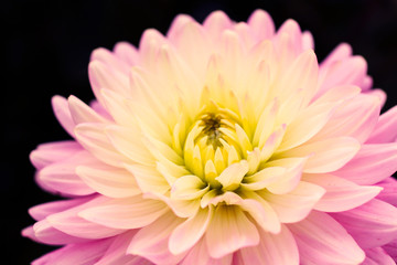 Obraz premium Details of blooming pink yellow dahlia fresh flower macro photography. Color photo emphasizing different hues, contrast and intricate floral patterns isolated in a dark black background.