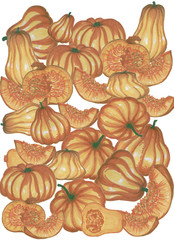 set of pumpkins isolated on white background