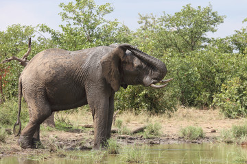 Afrikanischer Elefant / African elephant / Loxodonta africana