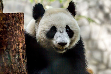 A giant panda sitting on the wooden construction and eating bamboo, front view. Cute animals of...
