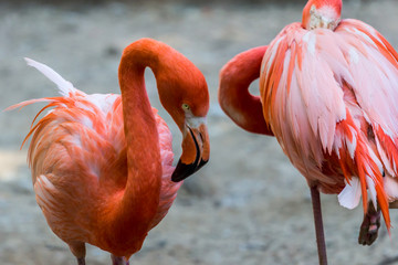 Couple of beautiful and graceful flamingo close up. Beautiful birds of the world.