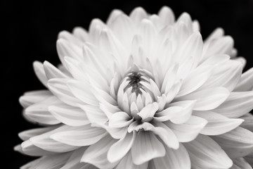 Details of blooming white dahlia fresh flower macro photography. Black and white photo emphasizing...